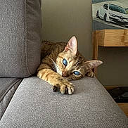 éos participe au concours pour gagner de l'argent avec cette photo : cat, tabby, blue_eyes, couch, gray_fabric, stretching_paw, indoor, wooden_table, painting, car_painting, relaxed, pet, animal, fur, whiskers, ears, claws, home, furniture, cozy