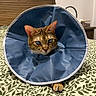 cat, blue_cone, protective_collar, bed, leaf_pattern, feline, pet, indoor, resting, wooden_headboard, animal, whiskers, ears, paw, fabric, sleepy, domestic_cat, cute, closeup, bedroom