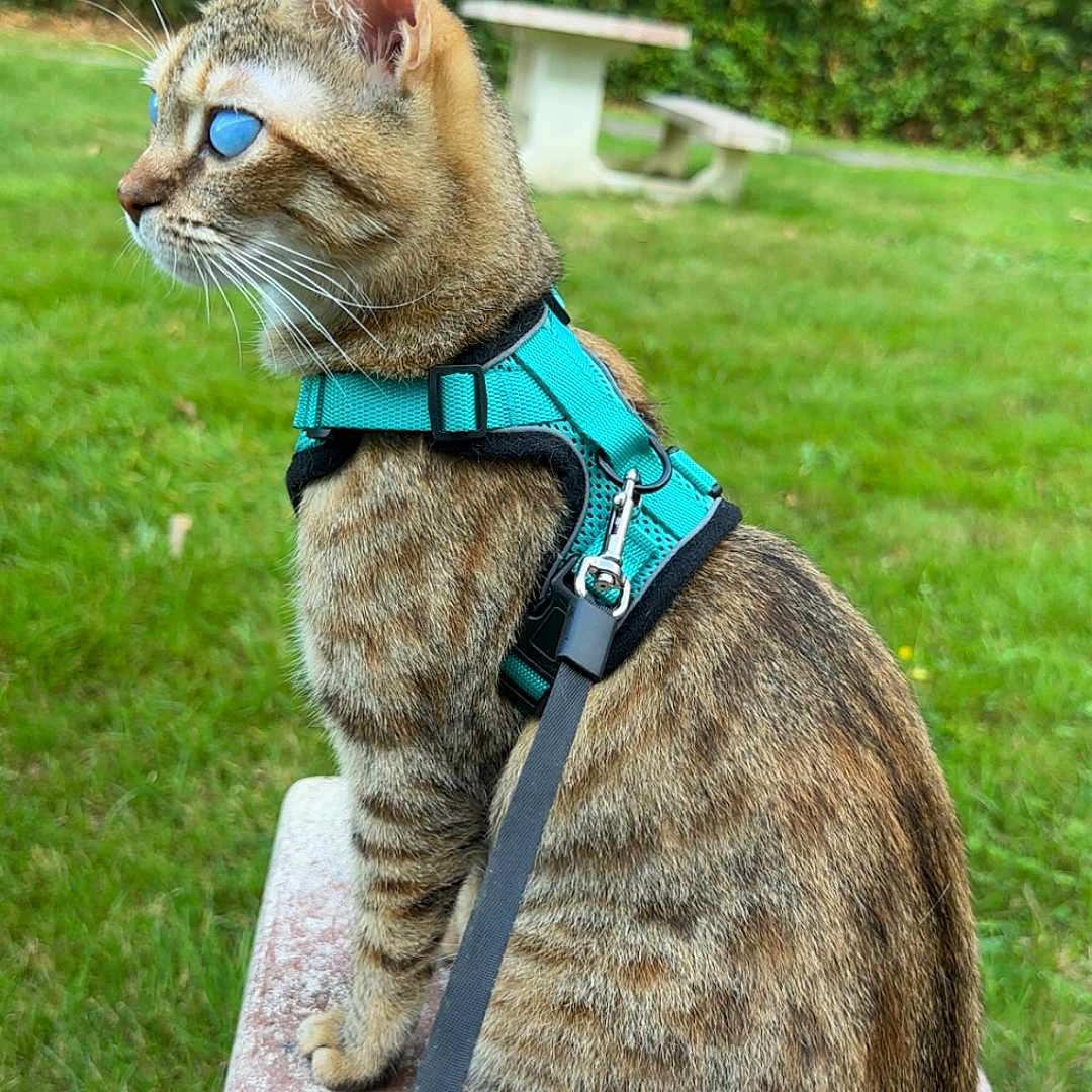 éos participe au concours pour gagner de l'argent avec cette photo : cat, tabby, harness, leash, bench, grass, outdoor, park, greenery, feline, animal, pet, sitting, side_view, nature, curious, daylight, fur, whiskers, ears