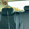 éos a rejoint le concours — aidez-le/la à gagner de superbes lots ! cat, car, backseat, headrest, harness, leash, window, animal, pet, feline, curious, indoor, seatbelt, resting, looking, orange_cat, striped, domestic_cat, vehicle, travel