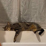 Vanille participe au concours pour gagner de l'argent avec cette photo : cat, tabby, sleeping, paw, indoor, curtain, white_surface, shadow, relaxed, pet, feline, striped, resting, cozy, animal, mammal, domestic, quiet, calm, cute