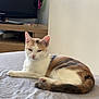 Agrume a rejoint le concours — aidez-le/la à gagner de superbes lots ! cat, calico_cat, bed, indoor, furniture, television, resting, sleepy, fur, animal, pet, domestic, calm, white, brown, orange, gray, cozy, relaxing, home
