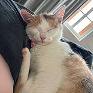 Agrume participe au concours pour gagner de l'argent avec cette photo : cat, calico, sleeping, nap, feline, pet, indoor, cozy, fur, whiskers, pink_nose, paw, collar, relaxation, closeup, window, curtains, soft_light, resting, domestic_animal