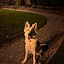 dog, white_dog, pet, animal, outdoor, night, path, grass, lamp, leaves, fur, ears, tongue, sitting, happy, collar, garden, bushes, stone_path, illuminated