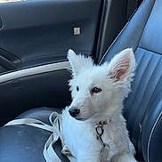 Amande a rejoint le concours — aidez-le/la à gagner de superbes lots ! puppy, dog, white_fur, car_interior, leash, seat, window, seatbelt, collar, pet, animal, canine, young_dog, ears, fur, domestic_animal, resting, looking_away, daylight, vehicle