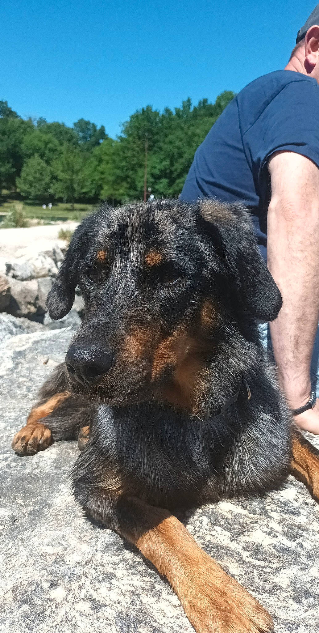 Ruby a rejoint le concours — aidez-le/la à gagner de superbes lots ! canidae, carnivore, companion_dog, dog, dog_breed, fur, guard_dog, plant, rottweiler, sky, snout, sporting_group, terrestrial_animal, tree, watch, working_animal, working_dog