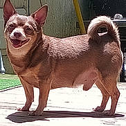 Coco joined the competition — help win amazing prizes! dog, small_dog, outdoor, sunlight, wooden_deck, happy, smiling, ears, tail, pet, canine, animal, standing, shadow, daylight, fur, tongue, face, cute, domestic_animal