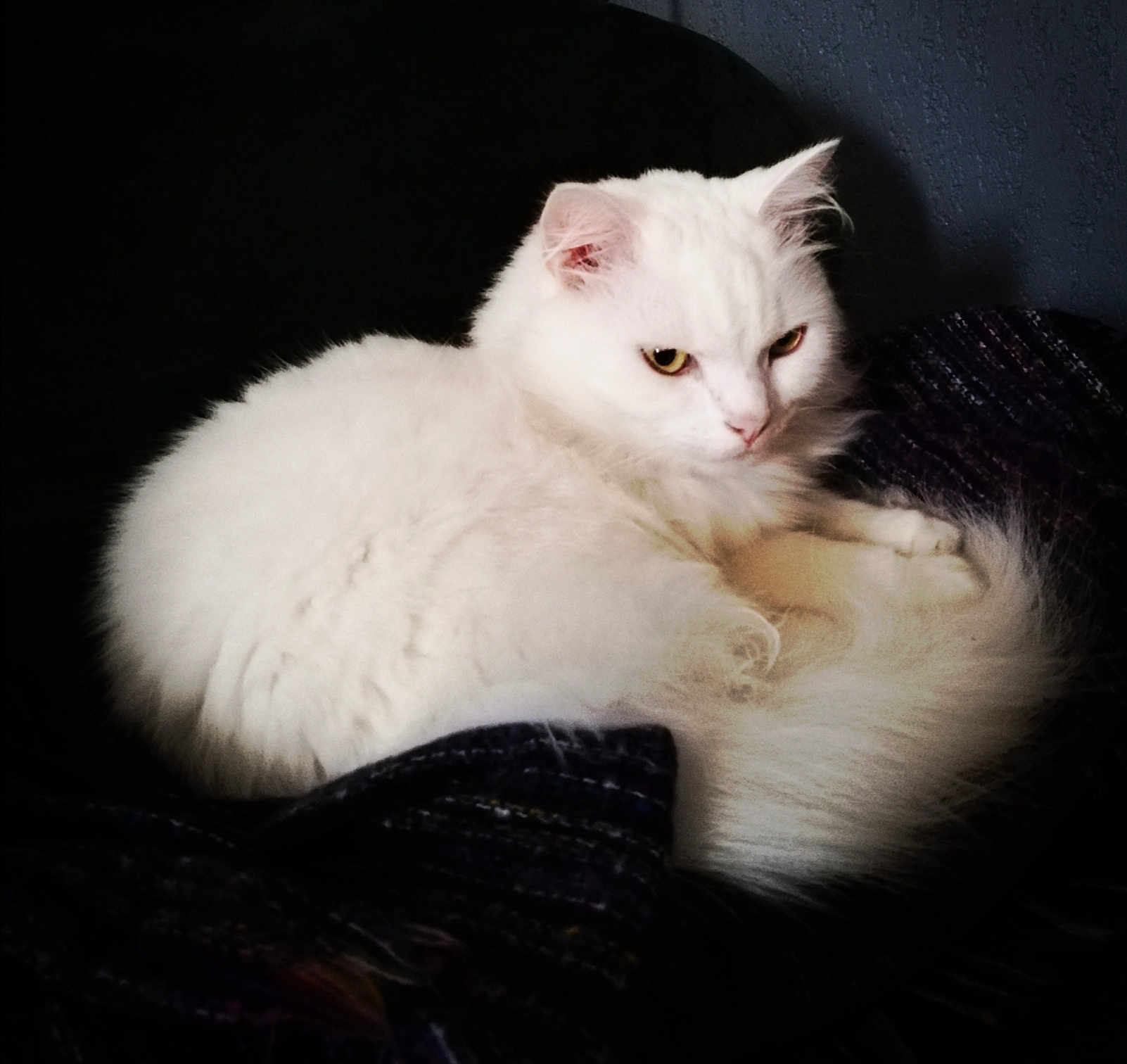 Snoo