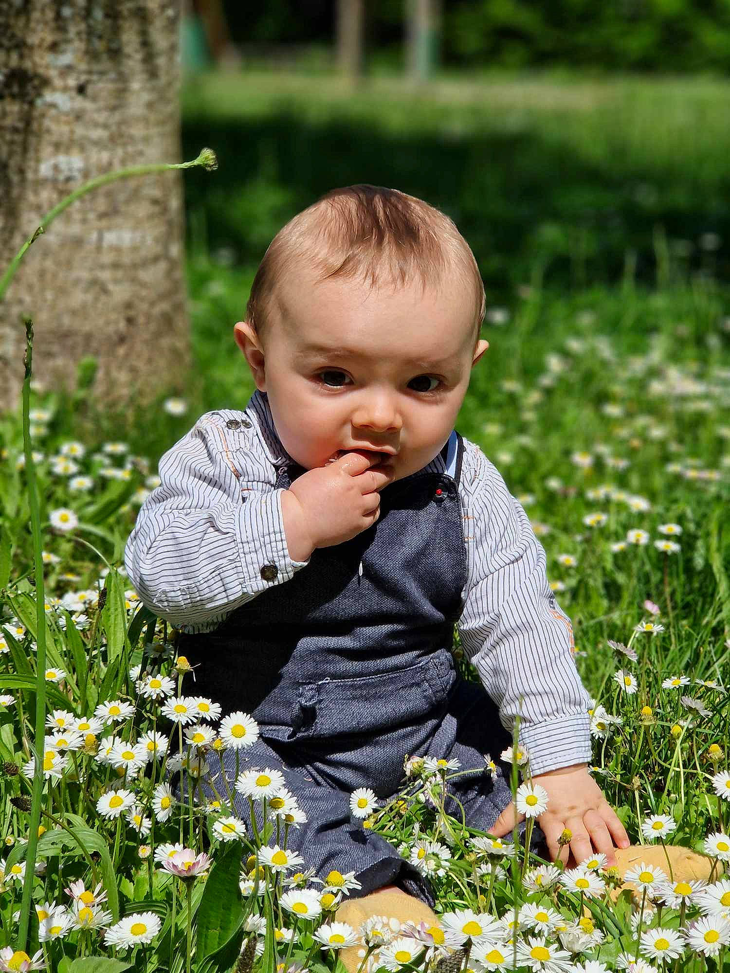 Ayden participe au concours pour gagner de l'argent avec cette photo : annual_plant, baby, baby_toddler_clothing, botany, child, flower, flowering_plant, grass, grass_family, groundcover, happy, leaf, meadow, people_in_nature, person, petal, plant, spring, summer, toddler