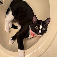 Twilight joined the competition — help win amazing prizes! cat, tuxedo_cat, sink, bathroom, pet, collar, black_and_white, curious, green_eyes, domestic_cat, feline, animal, relaxed, indoor, cute, whiskers, paw, fur, lying_down, household