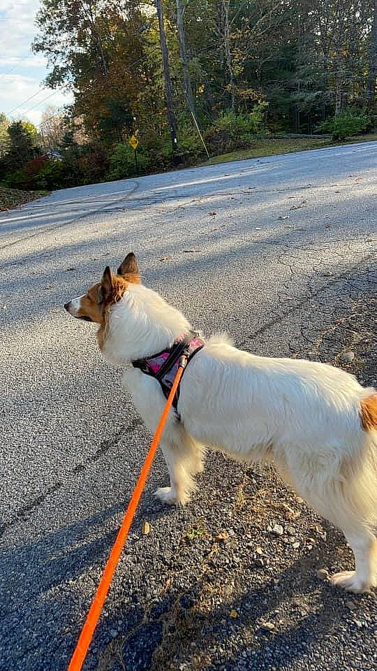 Sally is registered to the contest to win money with this photo: asphalt, carnivore, collar, companion_dog, dog, dog_breed, dog_collar, dog_supply, fawn, leash, line, mammal, pet_supply, plant, road_surface, snout, sporting_group, tail, terrier, tree
