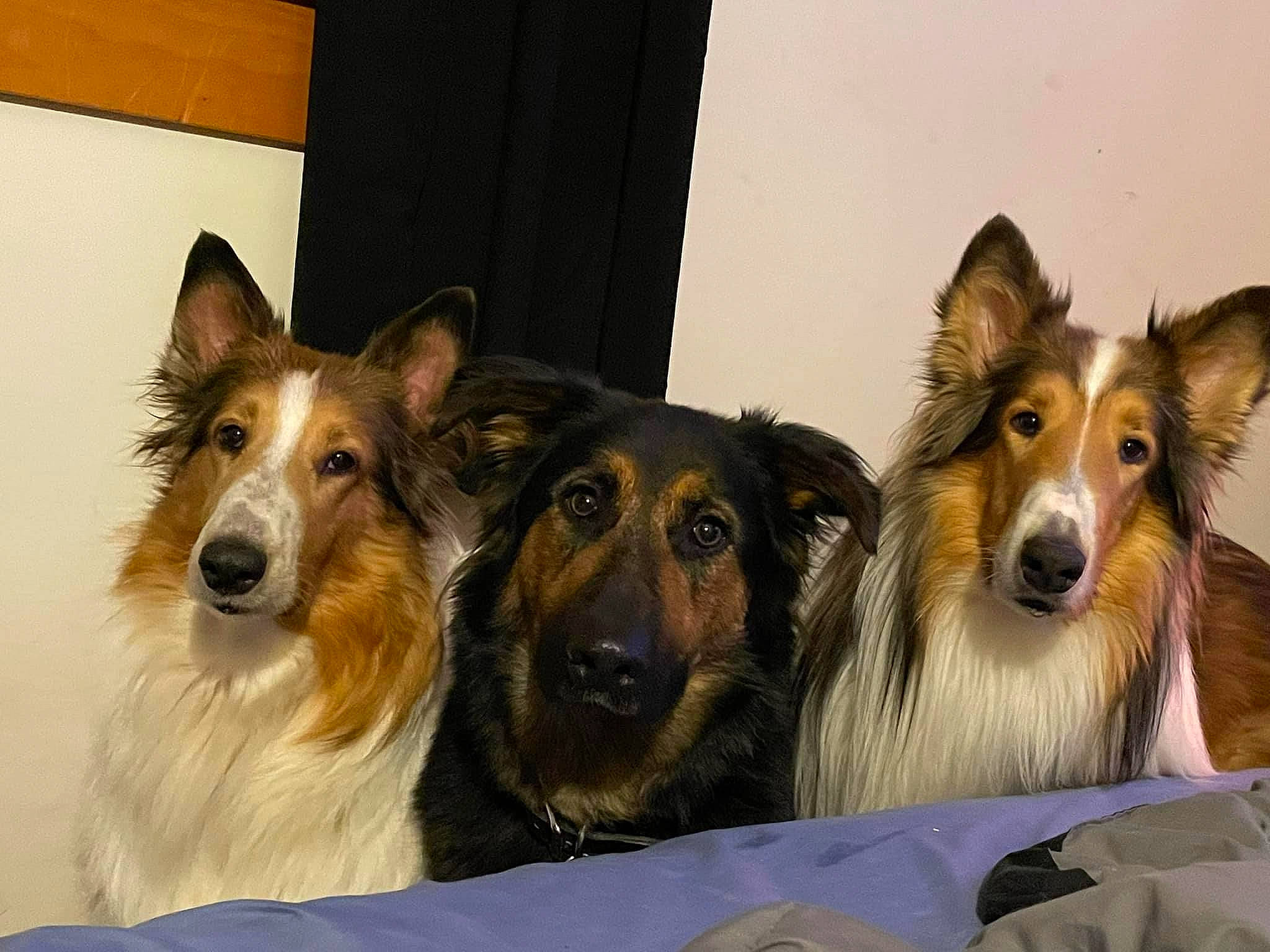 Sally joined the competition — help win amazing prizes! ancient_dog_breeds, canidae, carnivore, collie, companion_dog, dog, dog_breed, dog_supply, fur, happy, herding_dog, rough_collie, scotch_collie, sharing, shetland_sheepdog, snout, sporting_group, terrestrial_animal, whiskers, working_dog