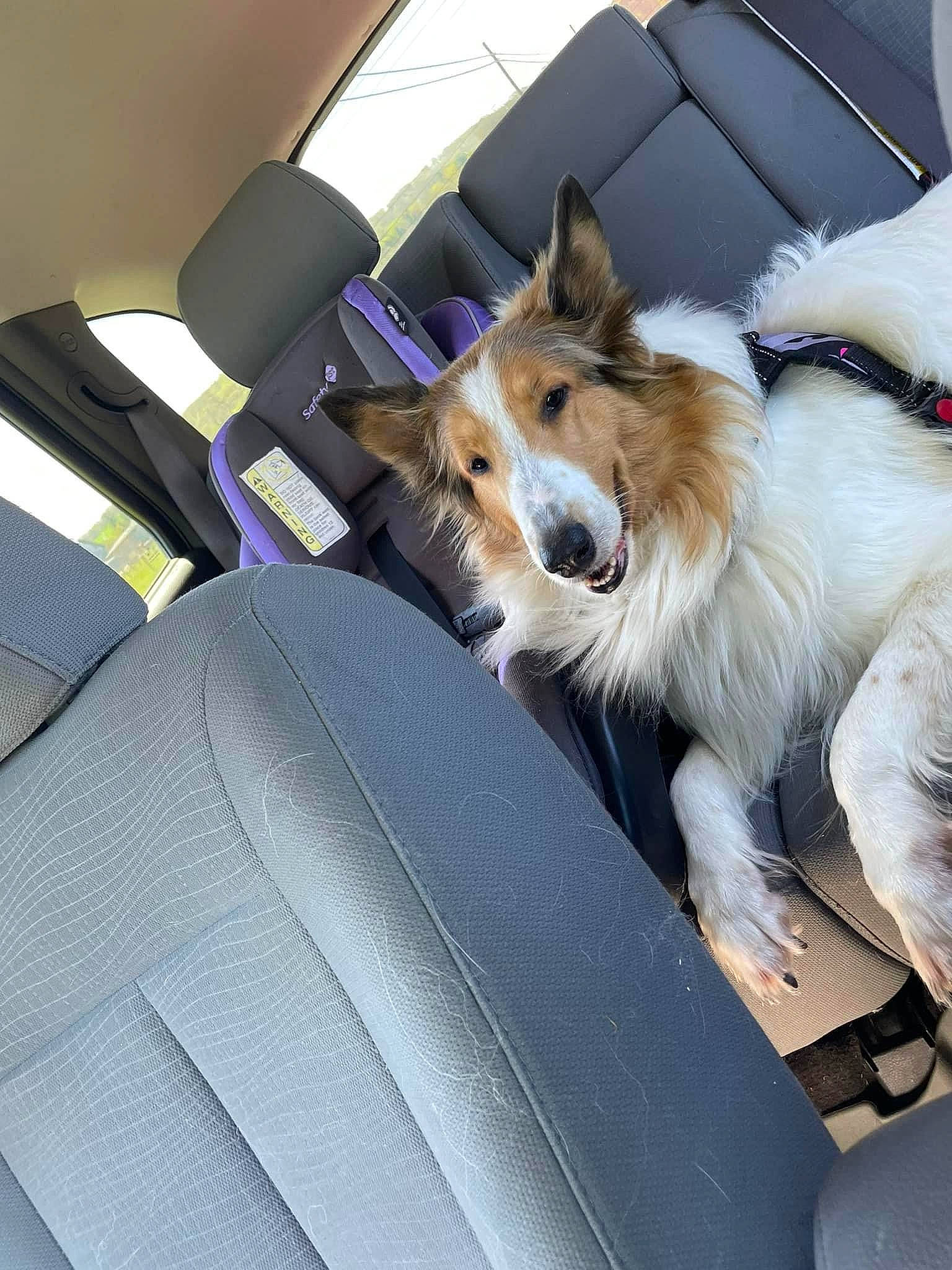 Sally joined the competition — help win amazing prizes! car, car_seat, carnivore, comfort, companion_dog, dog, dog_breed, dog_supply, fawn, fur, head_restraint, herding_dog, personal_luxury_car, snout, sporting_group, vehicle, vehicle_door, whiskers, windscreen_wiper, windshield