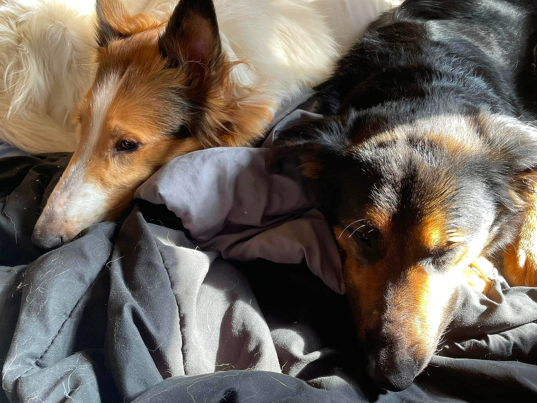 Cali joined the competition — help win amazing prizes! canidae, carnivore, comfort, companion_dog, dog, dog_breed, dog_supply, fur, german_shepherd_dog, guard_dog, heat, old_german_shepherd_dog, paw, puppy, snout, sporting_group, terrestrial_animal, whiskers, working_dog