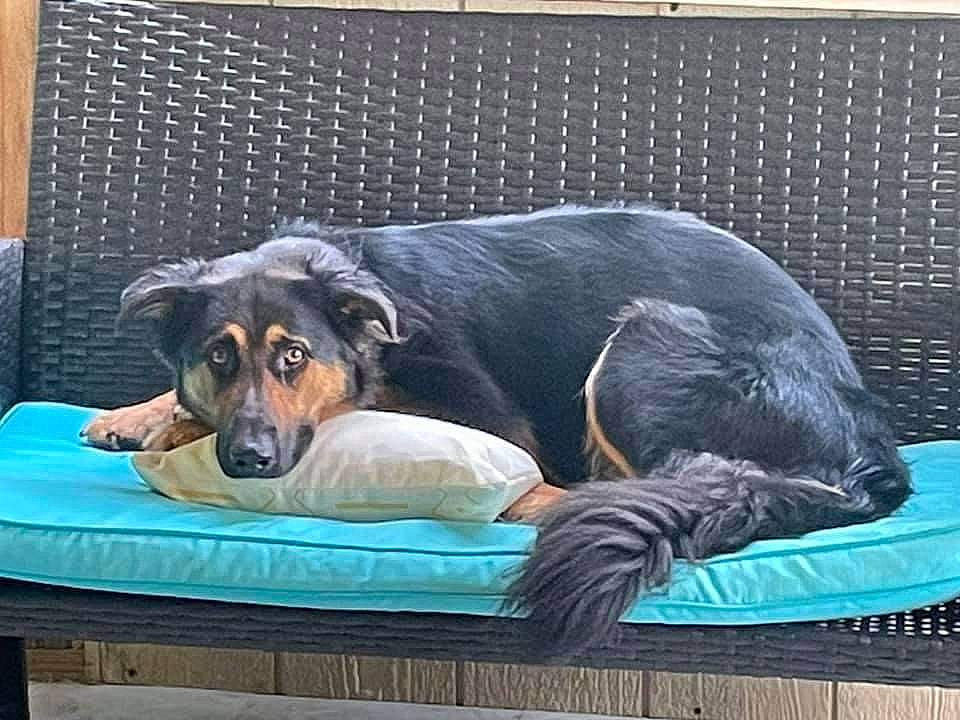 Cali joined the competition — help win amazing prizes! canidae, carnivore, comfort, companion_dog, couch, dog, dog_breed, dog_supply, fawn, fur, guard_dog, linens, pet_supply, puppy, rottweiler, snout, sporting_group, studio_couch, working_animal, working_dog