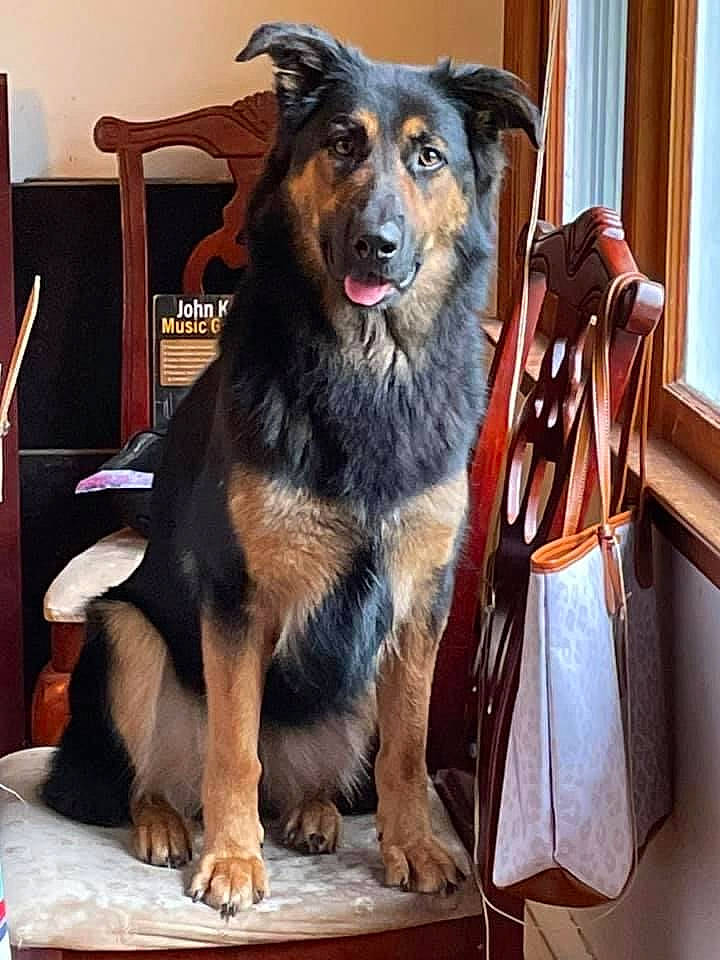 Cali joined the competition — help win amazing prizes! ancient_dog_breeds, bag, canidae, carnivore, chair, companion_dog, curtain, dog, dog_breed, fur, giant_dog_breed, guard_dog, herding_dog, luggage_and_bags, snout, sporting_group, window, window_blind, working_animal, working_dog