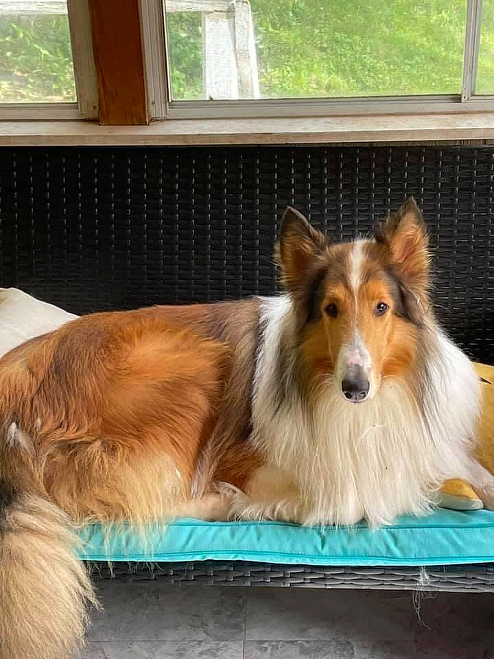 Jack is registered to the contest to win money with this photo: canidae, carnivore, collie, companion_dog, dog, dog_breed, fawn, fur, herding_dog, mammal, plant, rough_collie, scotch_collie, shetland_sheepdog, snout, sporting_group, terrestrial_animal, whiskers, window, working_dog