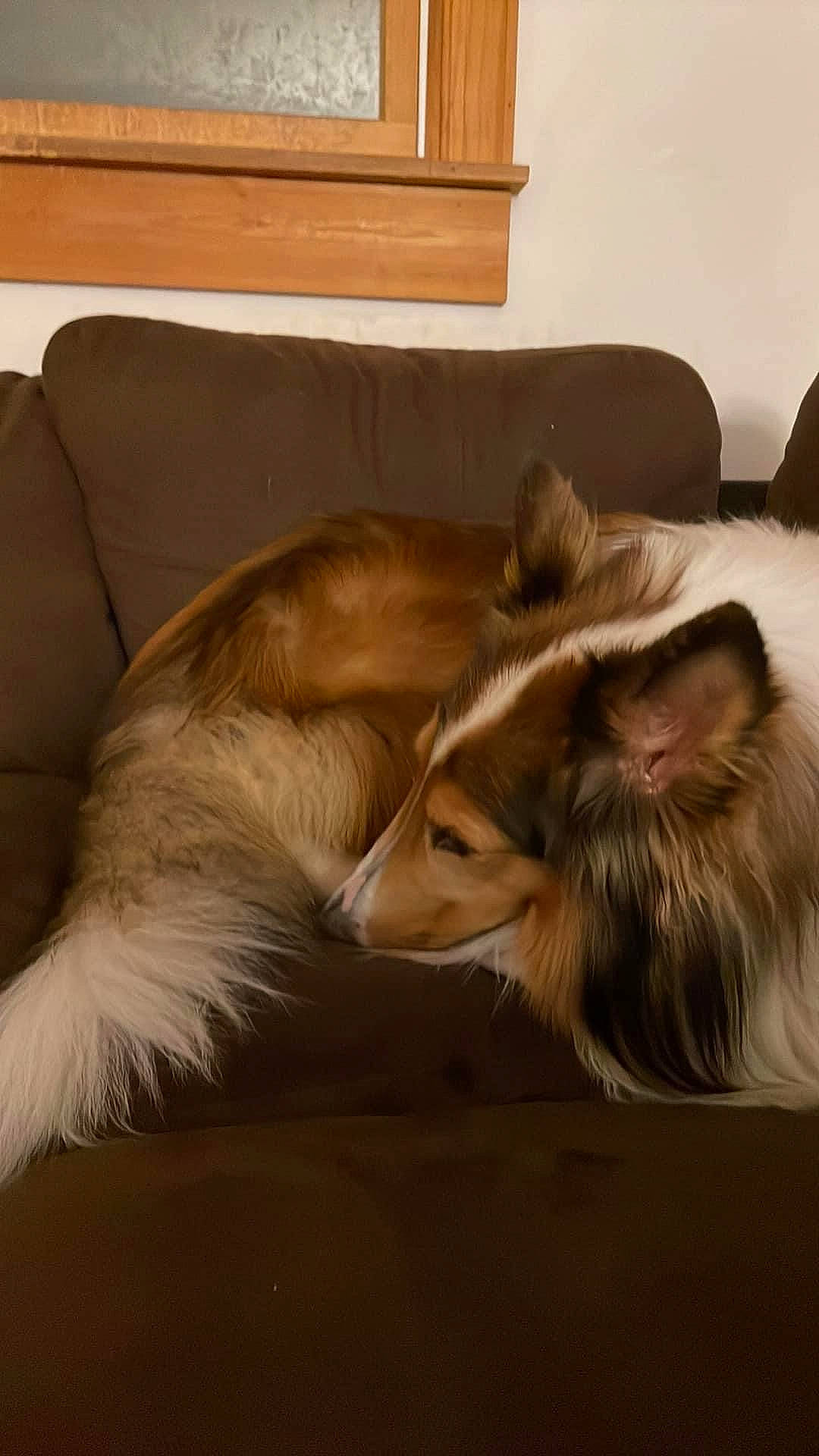 Jack is registered to the contest to win money with this photo: canidae, carnivore, collie, comfort, companion_dog, couch, dog, dog_breed, fawn, flooring, furniture, hardwood, liver, rough_collie, shetland_sheepdog, snout, sporting_group, terrestrial_animal, whiskers, wood