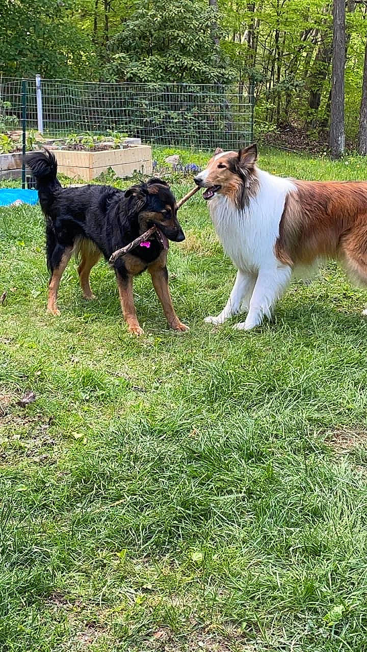 Jack joined the competition — help win amazing prizes! borzoi, canidae, carnivore, collar, companion_dog, dog, dog_breed, dog_sports, fence, giant_dog_breed, grass, guard_dog, herding_dog, old_german_shepherd_dog, plant, rough_collie, tail, tree, working_animal, working_dog