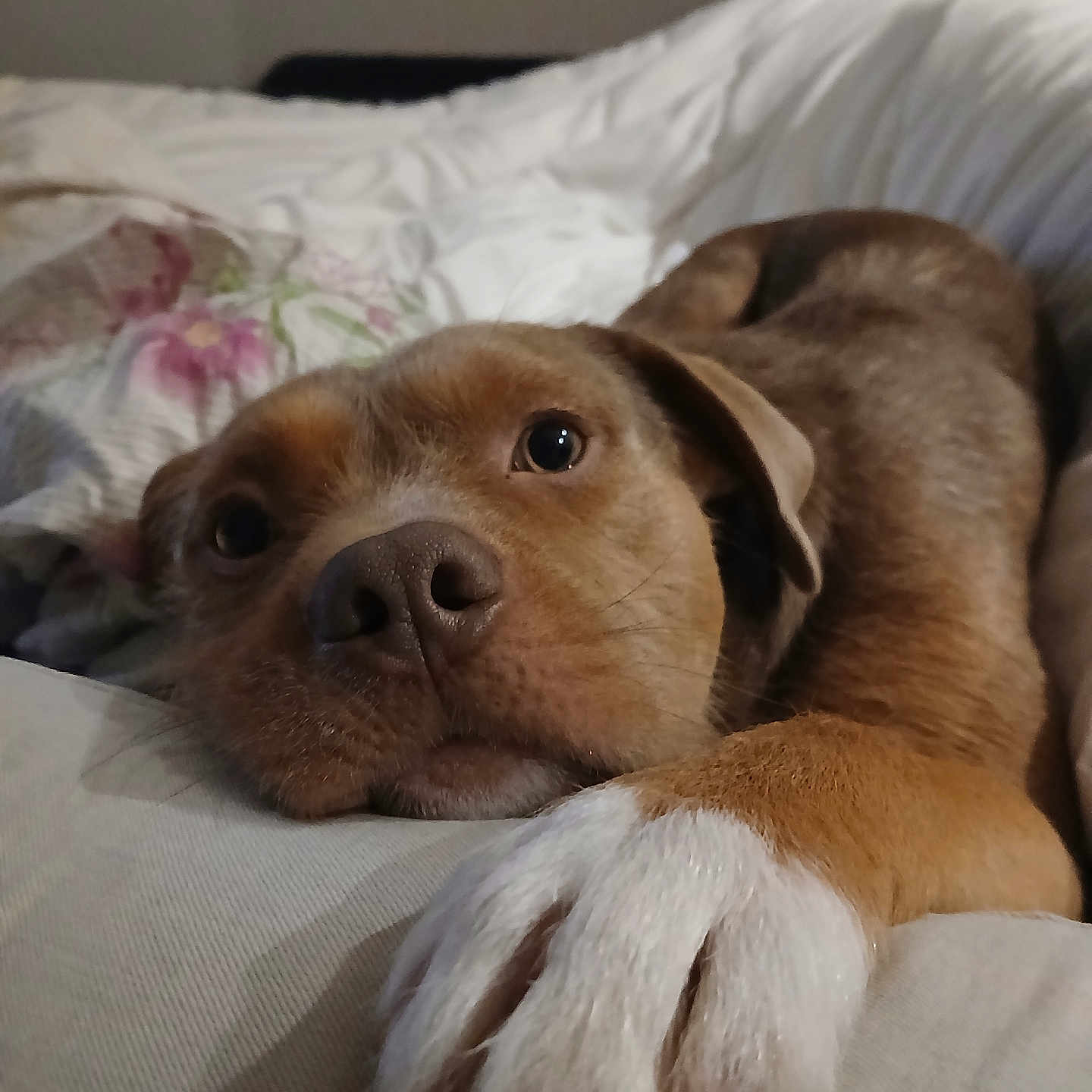 Voltali a rejoint le concours — aidez-le/la à gagner de superbes lots ! animal, bed, bedroom, blanket, bulldog, canine, couch, cushion, dog, furniture, homedecor, hound, indoors, interiordesign, labradorretriever, person, pet, puppy, room, sleeping