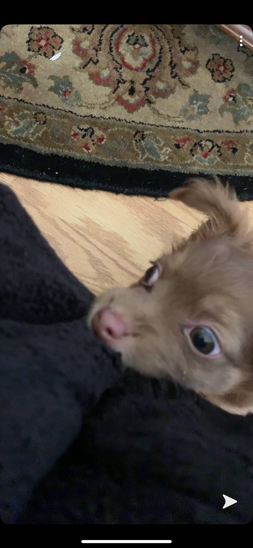 Journee is registered to the contest to win money with this photo: canidae, carnivore, chihuahua, dog, dog_breed, ear, fawn, mammal, pomeranian, puppy, snout, toy_dog