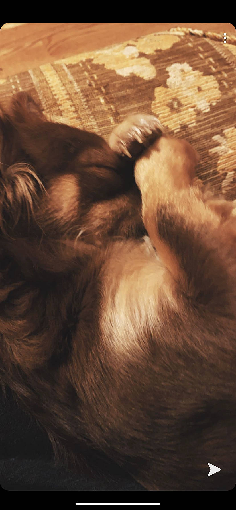 Journee is registered to the contest to win money with this photo: brown, brown_hair, canidae, caramel_color, dog_breed, ear, fawn, fur, hair, irish_setter, liver, setter, sporting_group