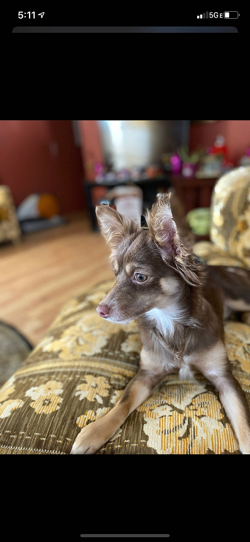 Journee joined the competition — help win amazing prizes! canidae, carnivore, chihuahua, dog, dog_breed, fawn, liver, mammal, puppy, vertebrate