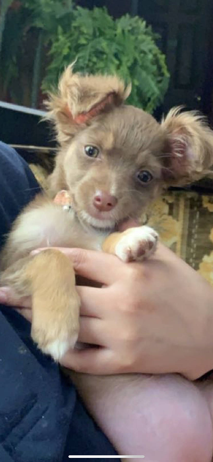 Journee is registered to the contest to win money with this photo: canidae, carnivore, chihuahua, companion_dog, dog, dog_breed, ear, fawn, mammal, puppy, vertebrate