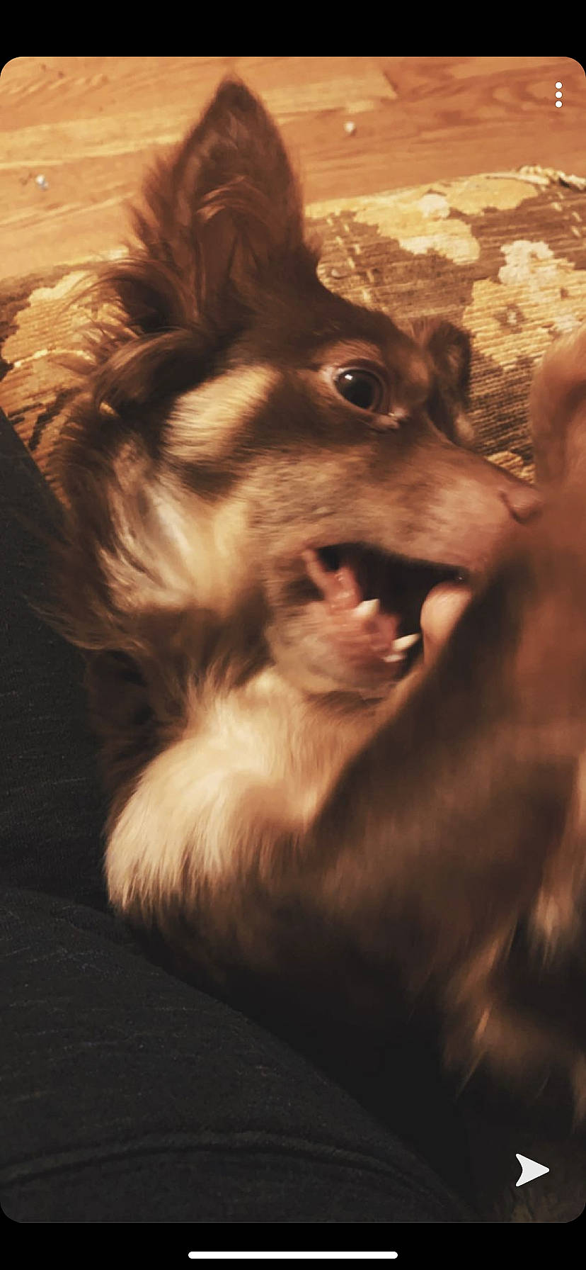 Journee joined the competition — help win amazing prizes! australian_shepherd, canidae, carnivore, companion_dog, dog, dog_breed, fur, puppy, snout