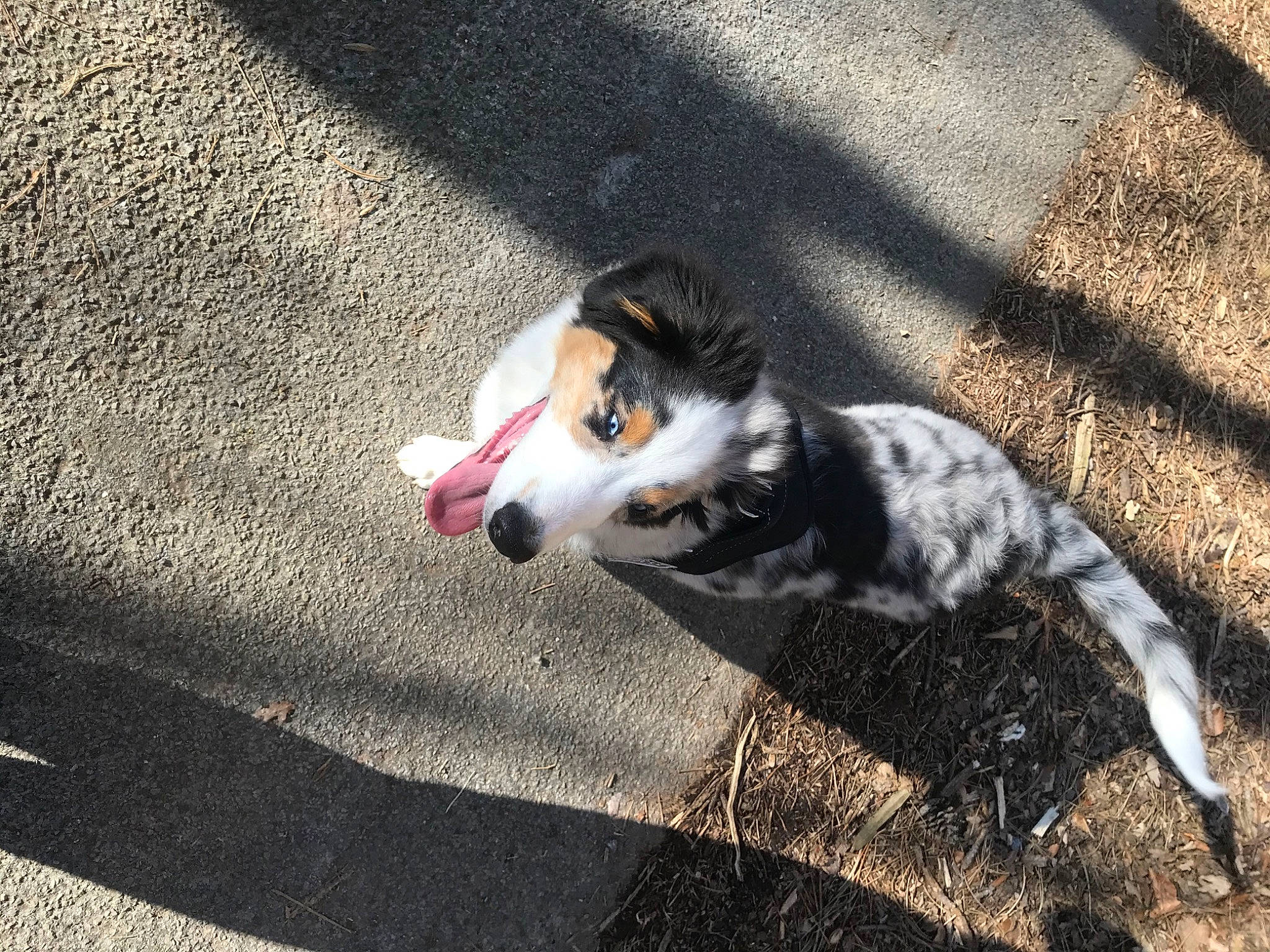 Tango a rejoint le concours — aidez-le/la à gagner de superbes lots ! asphalt, canidae, carnivore, companion_dog, dog, dog_breed, grass, herding_dog, paw, road, road_surface, shadow, sidewalk, snout, soil, sporting_group, street_dog, tail, whiskers, working_dog