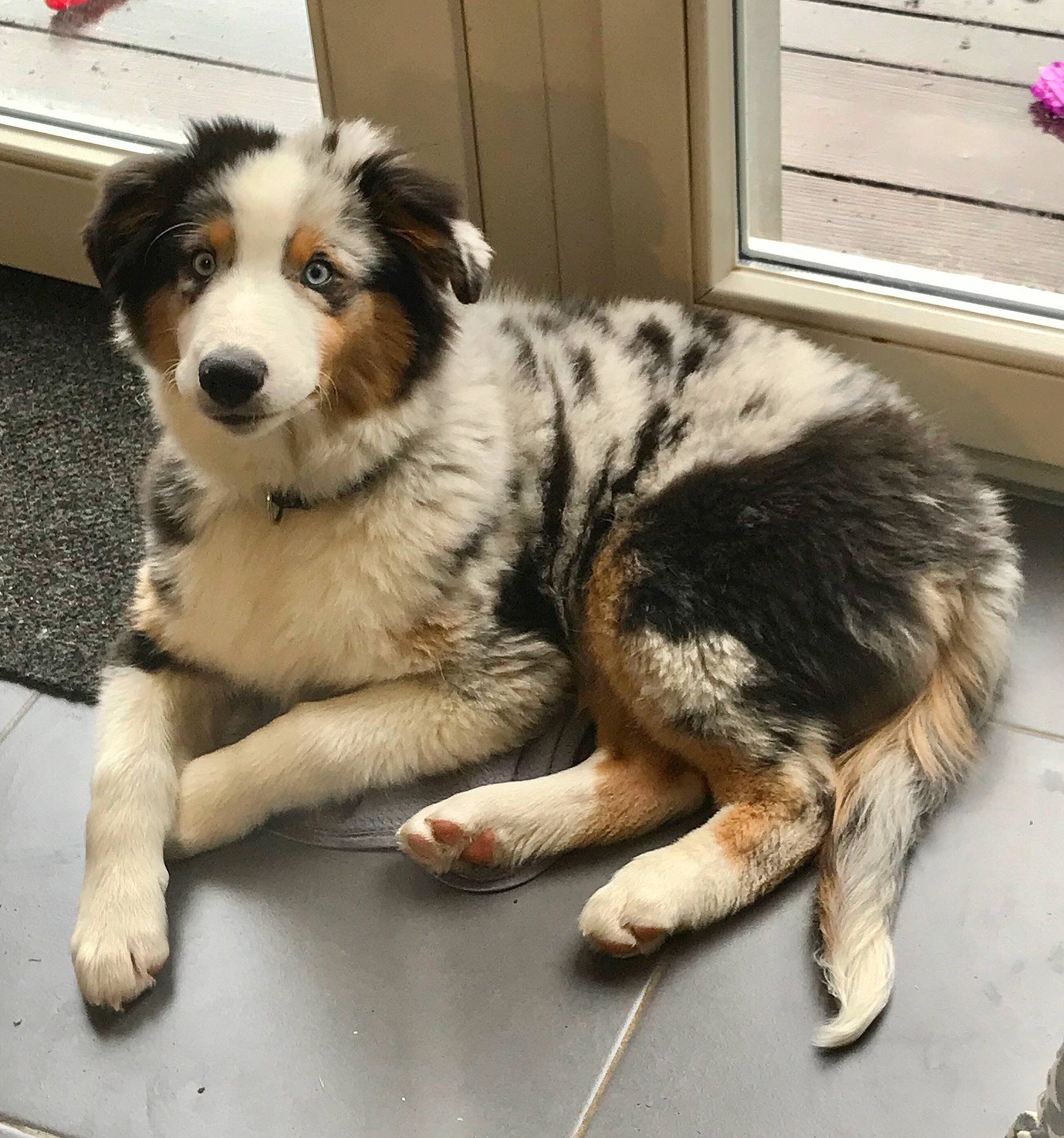 Tango participe au concours pour gagner de l'argent avec cette photo : ancient_dog_breeds, australian_shepherd, bored, carnivore, companion_dog, dog, dog_breed, fur, herding_dog, plant, snout, terrestrial_animal, whiskers, working_animal, working_dog