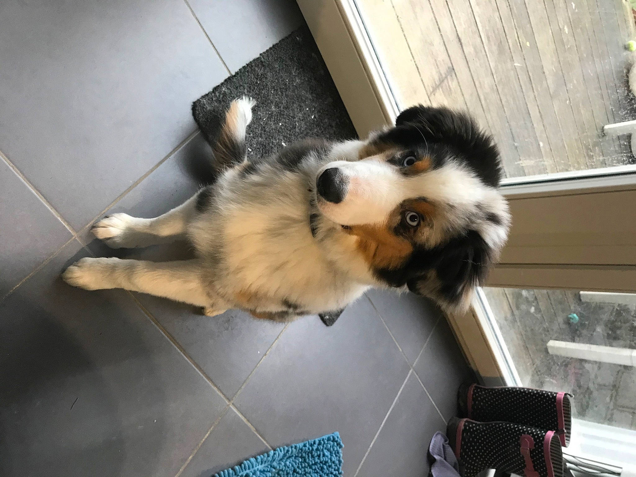 Tango a rejoint le concours — aidez-le/la à gagner de superbes lots ! border_collie, canidae, canis, carnivore, companion_dog, dog, dog_breed, flooring, fur, herding_dog, non_sporting_group, scotch_collie, sled_dog, sporting_group, tail, working_animal, working_dog