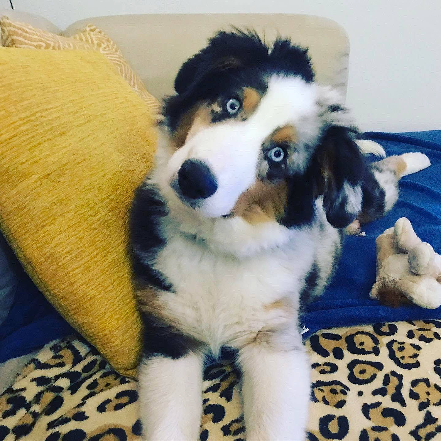 Tango a rejoint le concours — aidez-le/la à gagner de superbes lots ! ancient_dog_breeds, bored, canidae, carnivore, companion_dog, dog, dog_breed, fur, herding_dog, non_sporting_group, snout, sporting_group, terrestrial_animal, working_animal, working_dog