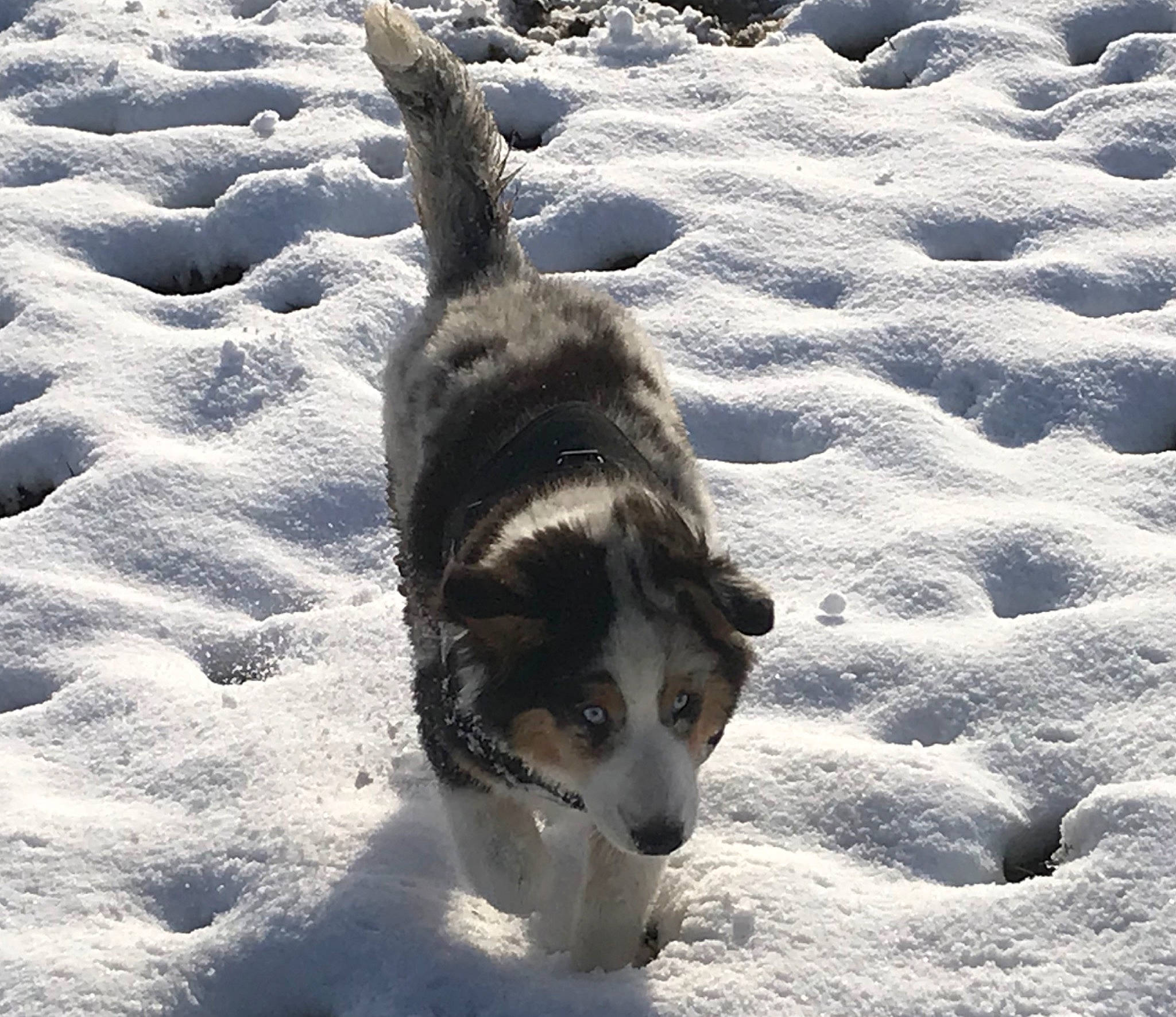 Tango participe au concours pour gagner de l'argent avec cette photo : canidae, carnivore, companion_dog, dog, dog_breed, freezing, fur, herding_dog, mammal, recreation, sand, shadow, siberian_husky, sled_dog, snout, snow, sporting_group, tail, winter, working_animal