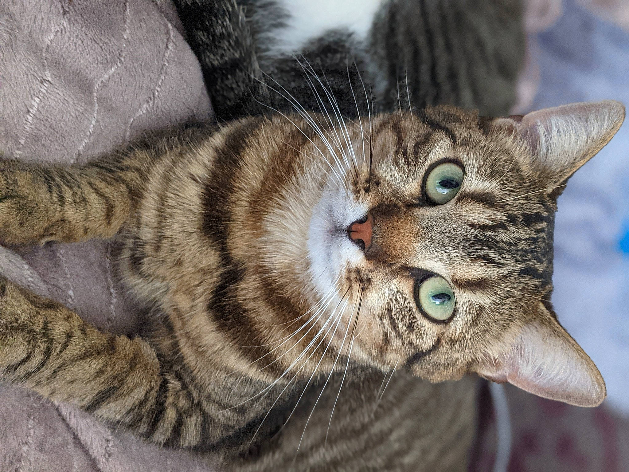 Rollo a rejoint le concours — aidez-le/la à gagner de superbes lots ! art, carnivore, cat, claw, comfort, domestic_short_haired_cat, eye, felidae, fur, grass, paw, small_to_medium_sized_cats, tail, terrestrial_animal, tree, whiskers, wildlife