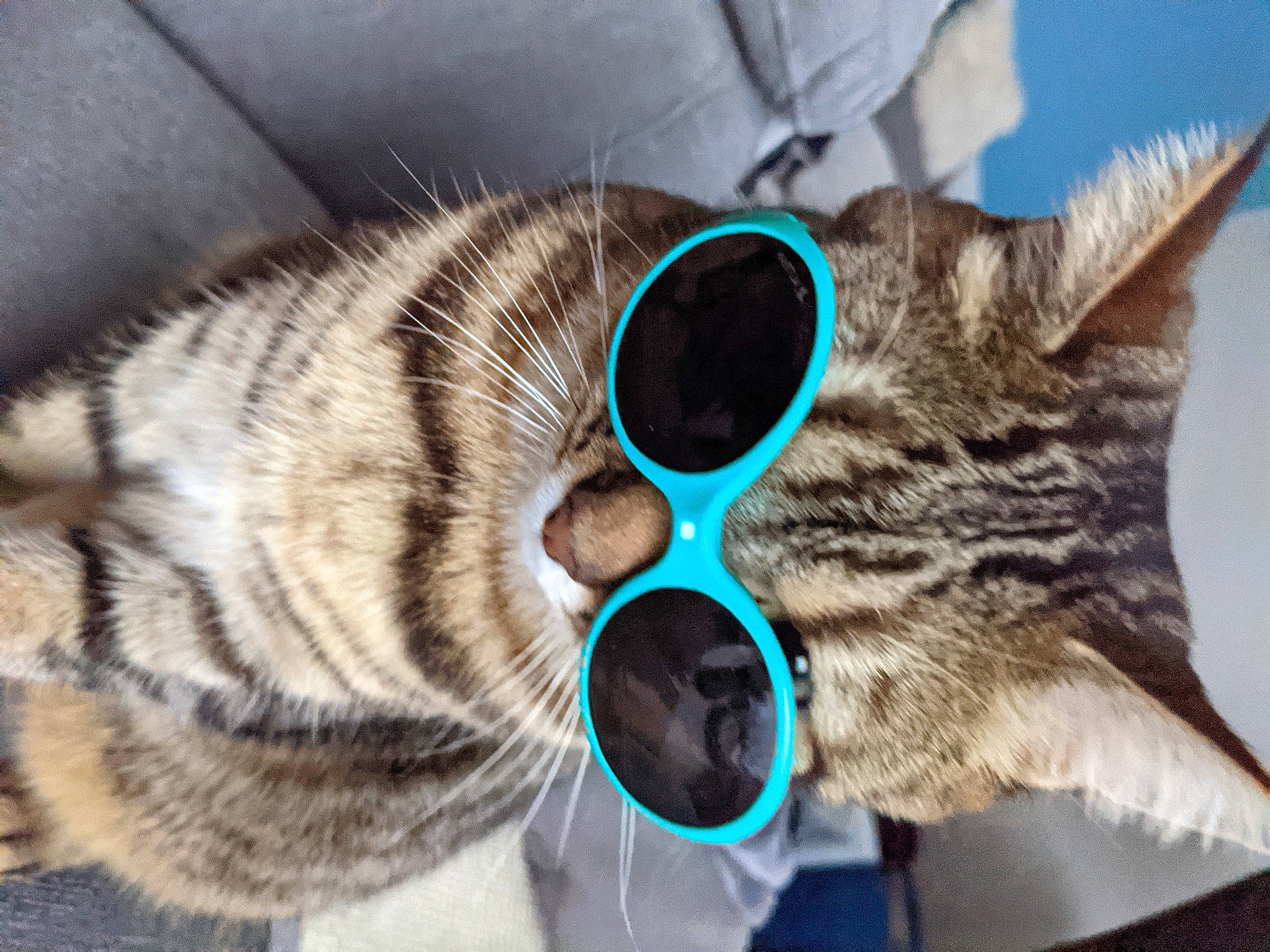 Rollo a rejoint le concours — aidez-le/la à gagner de superbes lots ! carnivore, cat, claw, close_up, collar, domestic_short_haired_cat, eyewear, felidae, fur, glasses, organism, paw, personal_protective_equipment, small_to_medium_sized_cats, snout, tail, terrestrial_animal, vision_care, whiskers, wildlife