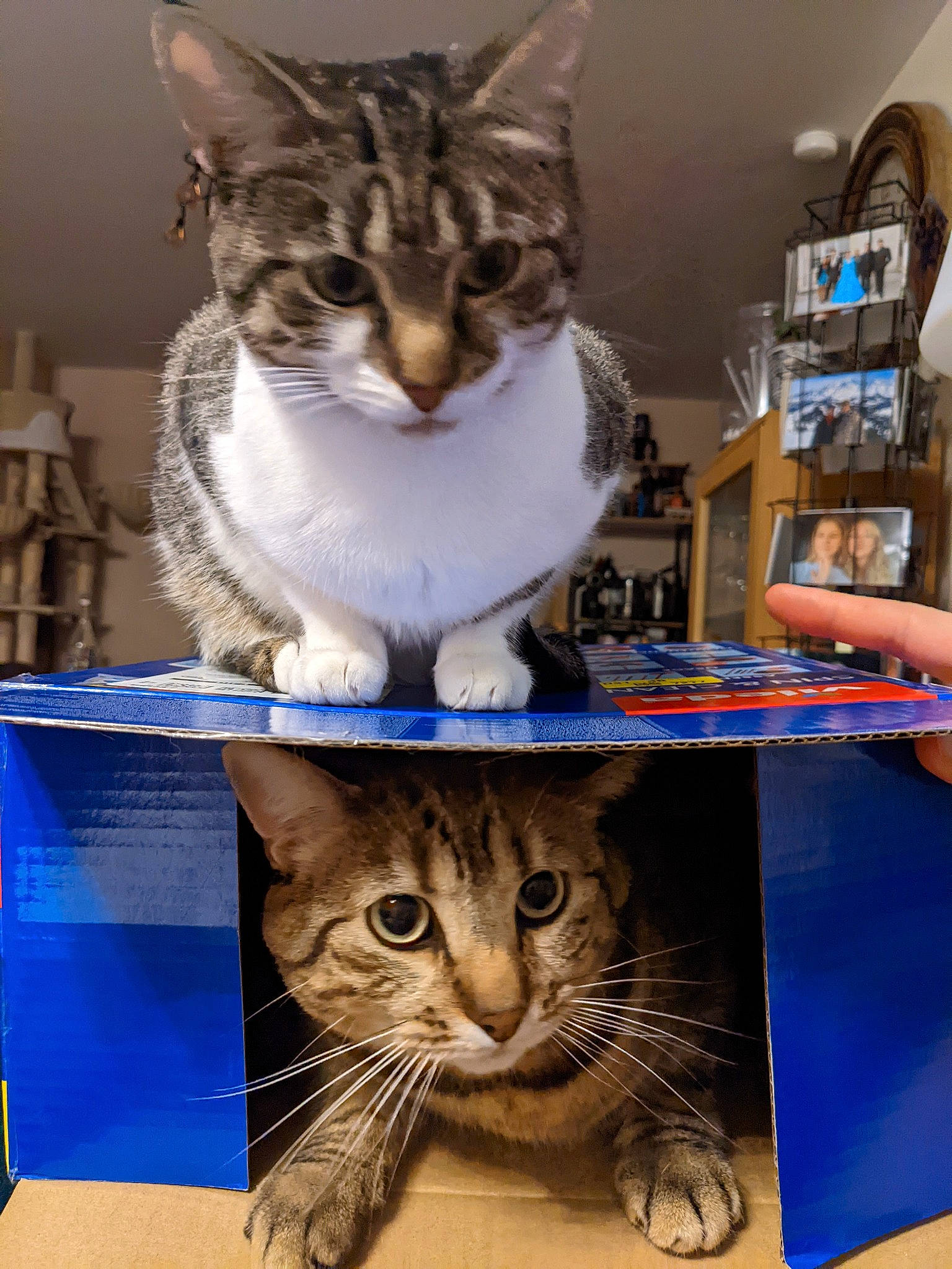 Rollo a rejoint le concours — aidez-le/la à gagner de superbes lots ! art, box, carnivore, cat, cat_supply, collage, domestic_short_haired_cat, felidae, fur, paw, pet_supply, photo_caption, photography, puzzle, shelf, small_to_medium_sized_cats, snapshot, whiskers