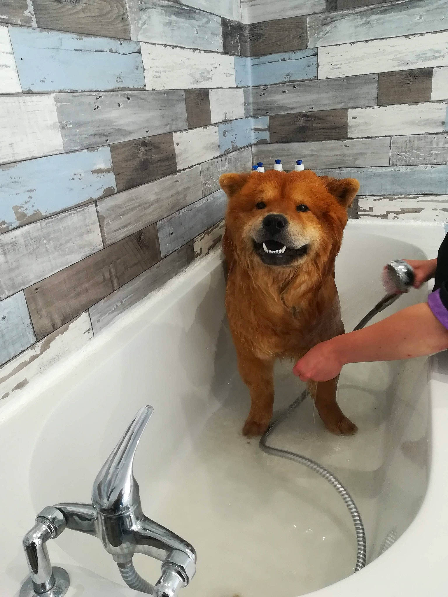 Guizmo a rejoint le concours — aidez-le/la à gagner de superbes lots ! bathroom, brick, canidae, carnivore, companion_dog, dog, dog_breed, fawn, flooring, fluid, fur, household_hardware, plumbing, plumbing_fitting, plumbing_fixture, sink, snout, sporting_group, tap, working_animal