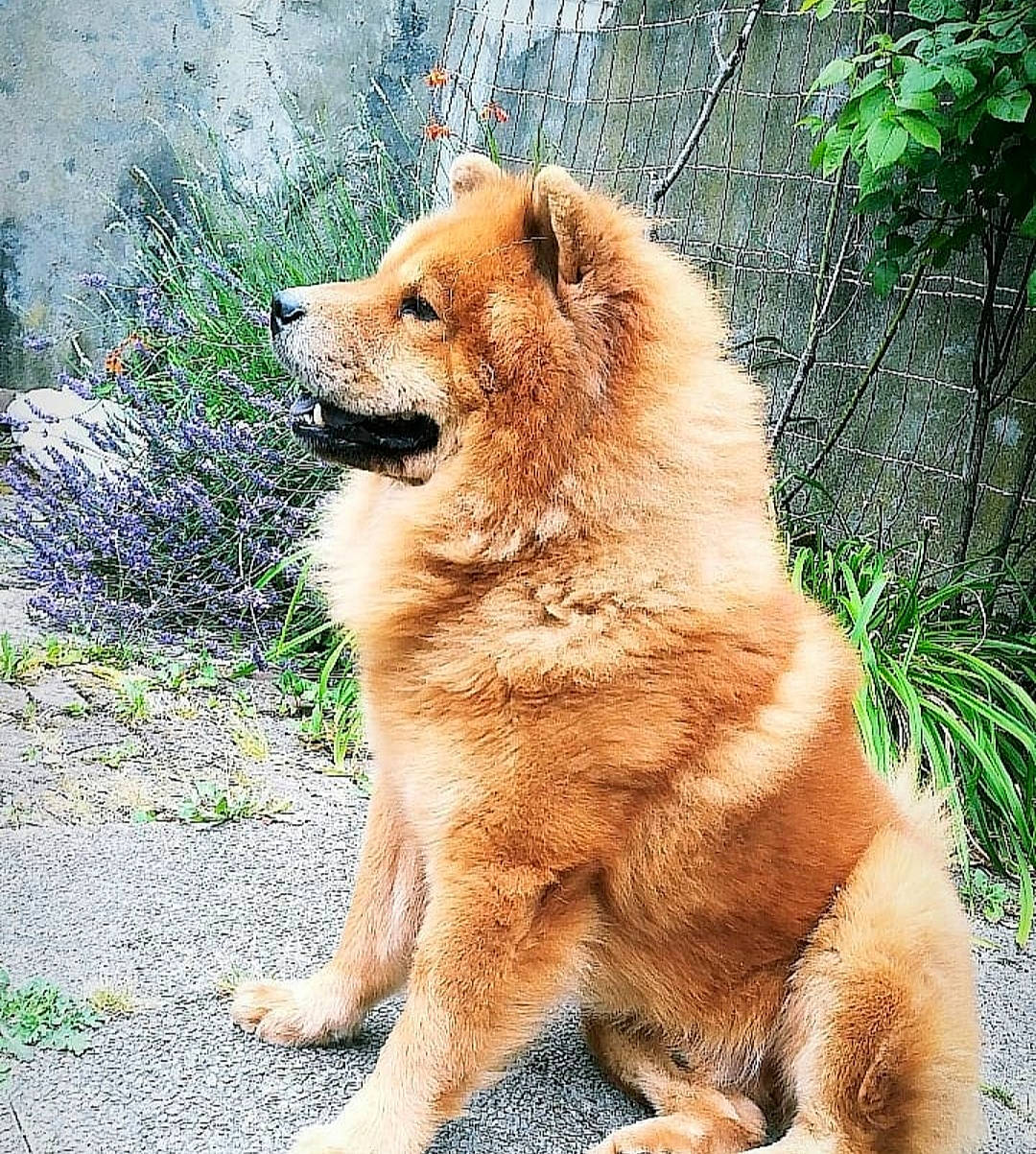 Guizmo a rejoint le concours — aidez-le/la à gagner de superbes lots ! ancient_dog_breeds, canidae, carnivore, companion_dog, dog, dog_breed, fawn, fur, plant, snout, sporting_group, tail, terrestrial_animal, tree, wildlife, working_animal