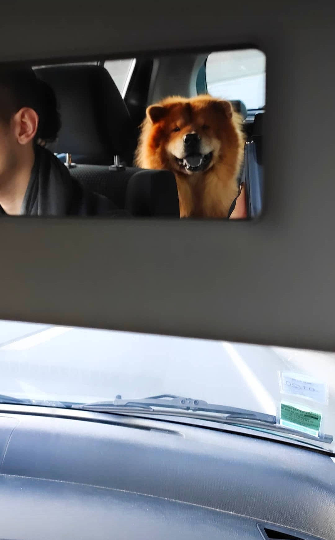 Guizmo participe au concours pour gagner de l'argent avec cette photo : automotive_design, automotive_exterior, automotive_lighting, automotive_mirror, automotive_side_view_mirror, car, car_seat_cover, carnivore, companion_dog, dog, fawn, head_restraint, hood, motor_vehicle, personal_luxury_car, rear_view_mirror, steering_wheel, vehicle, vehicle_door, windscreen_wiper