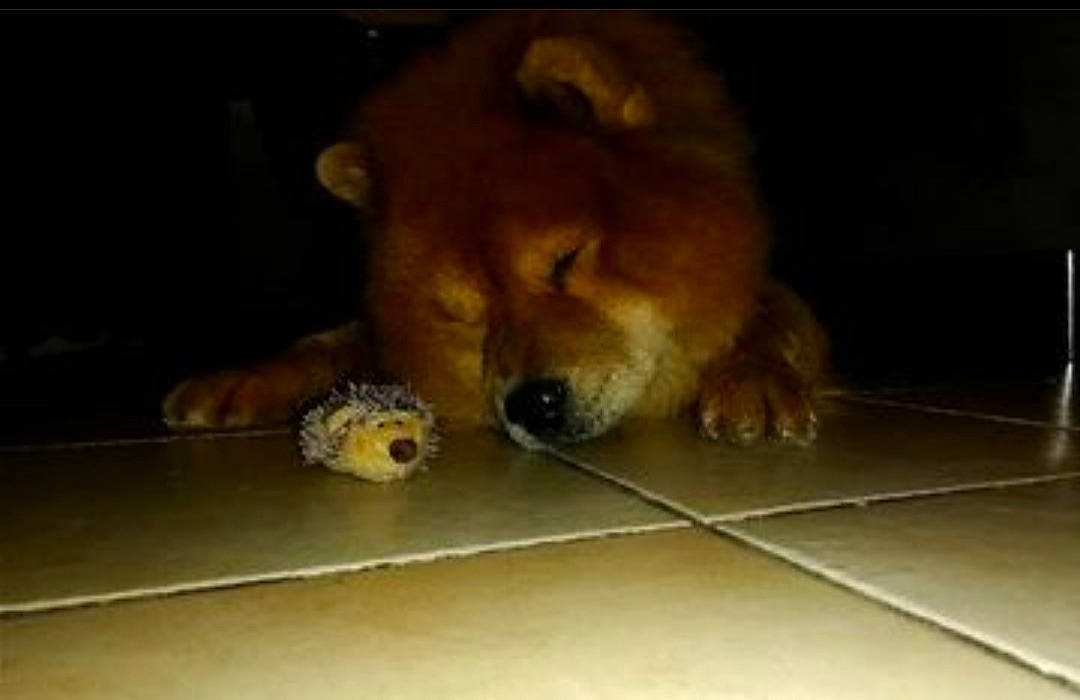 Guizmo a rejoint le concours — aidez-le/la à gagner de superbes lots ! ball, canidae, carnivore, chow_chow, companion_dog, dog, dog_breed, fawn, felidae, floor, flooring, fur, hardwood, snout, sporting_group, tail, terrestrial_animal, whiskers, wood, working_animal