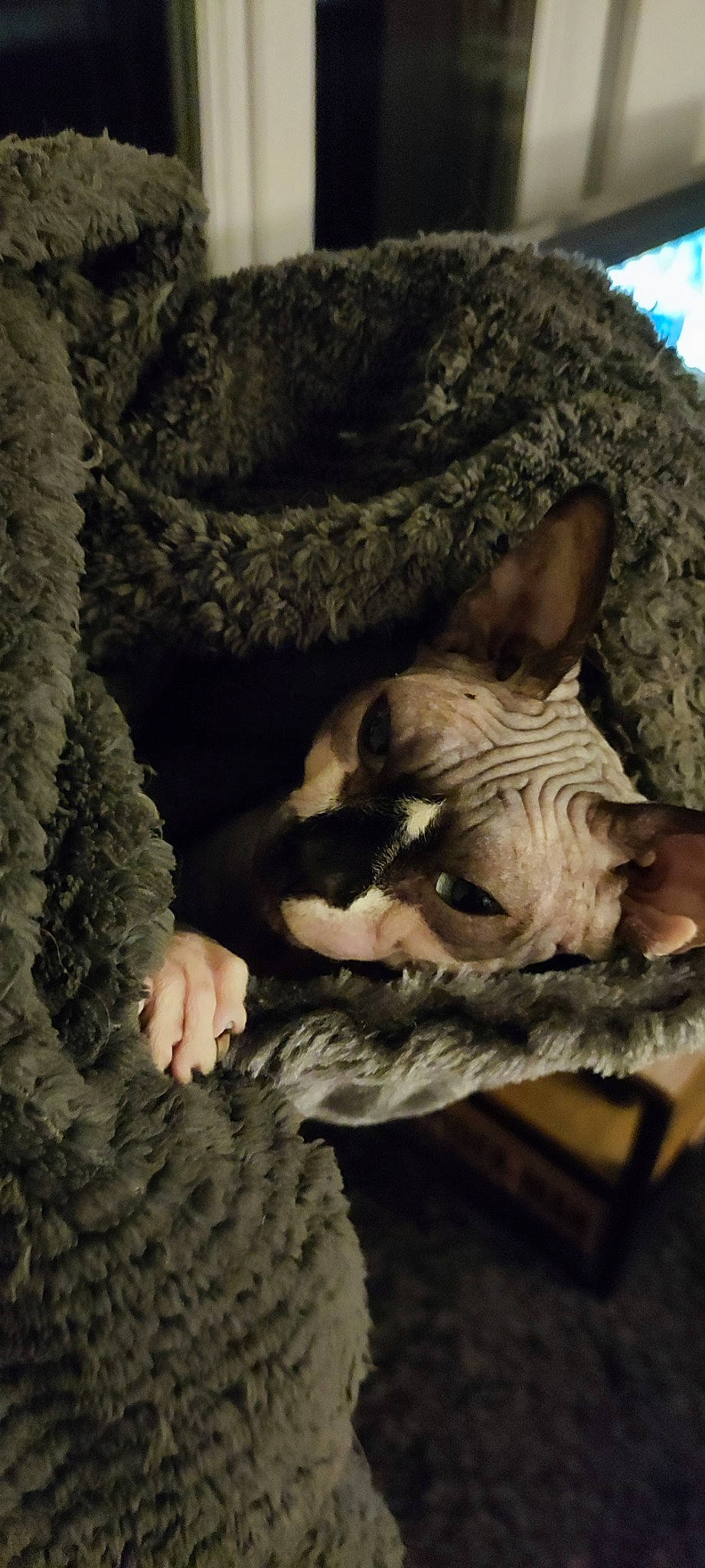 Kira participe au concours pour gagner de l'argent avec cette photo : carnivore, comfort, companion_dog, dog, dog_breed, ear, fawn, felidae, fur, grey, headgear, linens, small_to_medium_sized_cats, snout, tail, toy_dog, whiskers, wood, working_animal, wrinkle