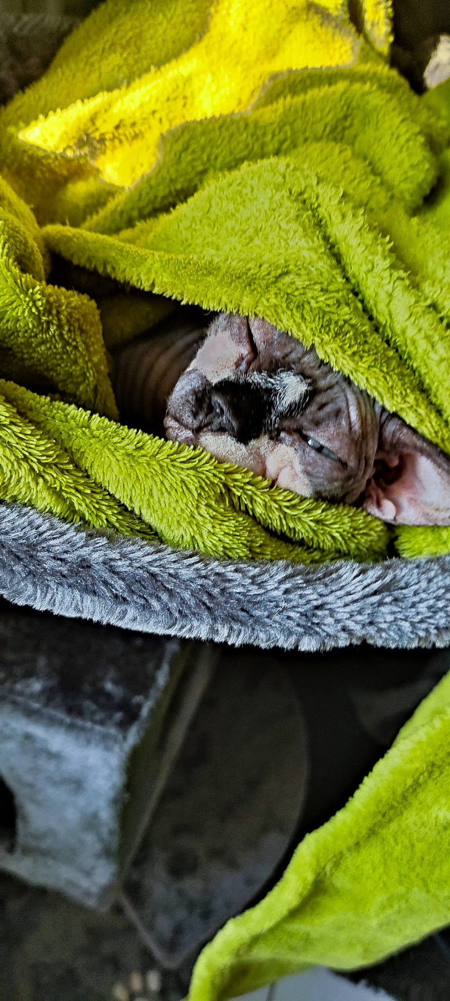 Kira a rejoint le concours — aidez-le/la à gagner de superbes lots ! basket, carnivore, cat, comfort, domestic_short_haired_cat, fawn, felidae, fur, grass, grey, groundcover, linens, small_to_medium_sized_cats, snout, tail, terrestrial_animal, textile, whiskers, wood, wrinkle