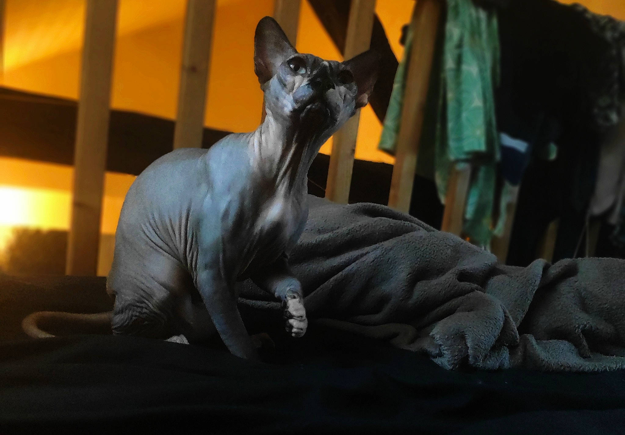 Kira participe au concours pour gagner de l'argent avec cette photo : animal_figure, art, canidae, carnivore, darkness, dog_breed, fawn, felidae, fictional_character, grey, metal, monument, sculpture, small_to_medium_sized_cats, snout, statue, tail, terrestrial_animal, toy, whiskers