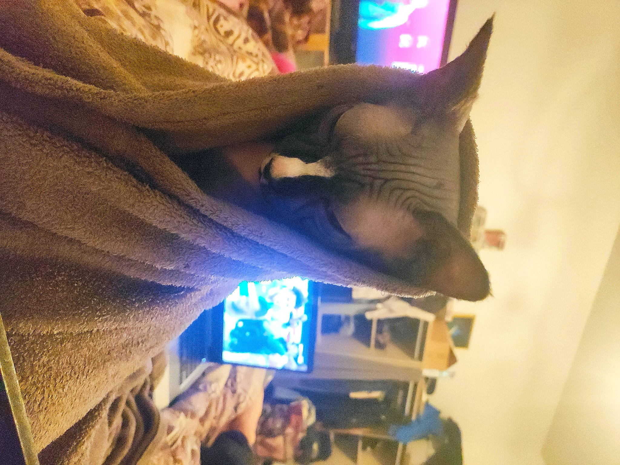 Imhotep a rejoint le concours — aidez-le/la à gagner de superbes lots ! cat, electric_blue, felidae, fun, fur, gesture, headgear, jaw, personal_protective_equipment, purple, room, selfie, sleeve, small_to_medium_sized_cats, space, whiskers