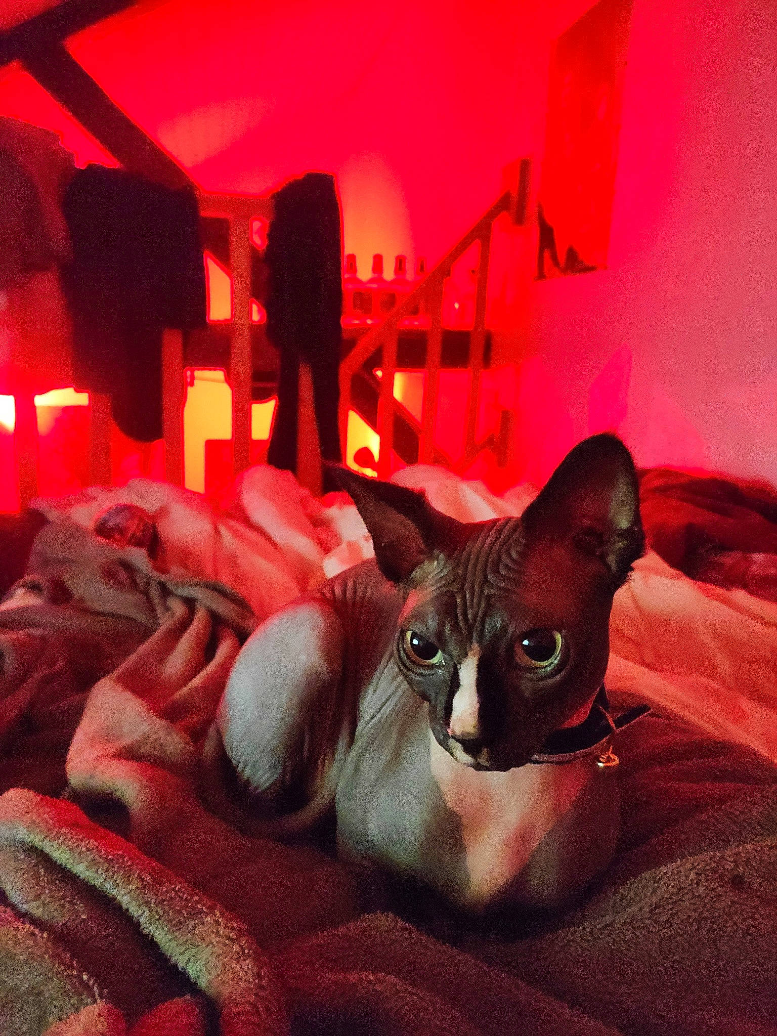 Imhotep participe au concours pour gagner de l'argent avec cette photo : bed, bedding, carmine, carnivore, cat, comfort, domestic_short_haired_cat, event, fawn, felidae, fur, grey, house, light, linens, magenta, red, room, small_to_medium_sized_cats, whiskers