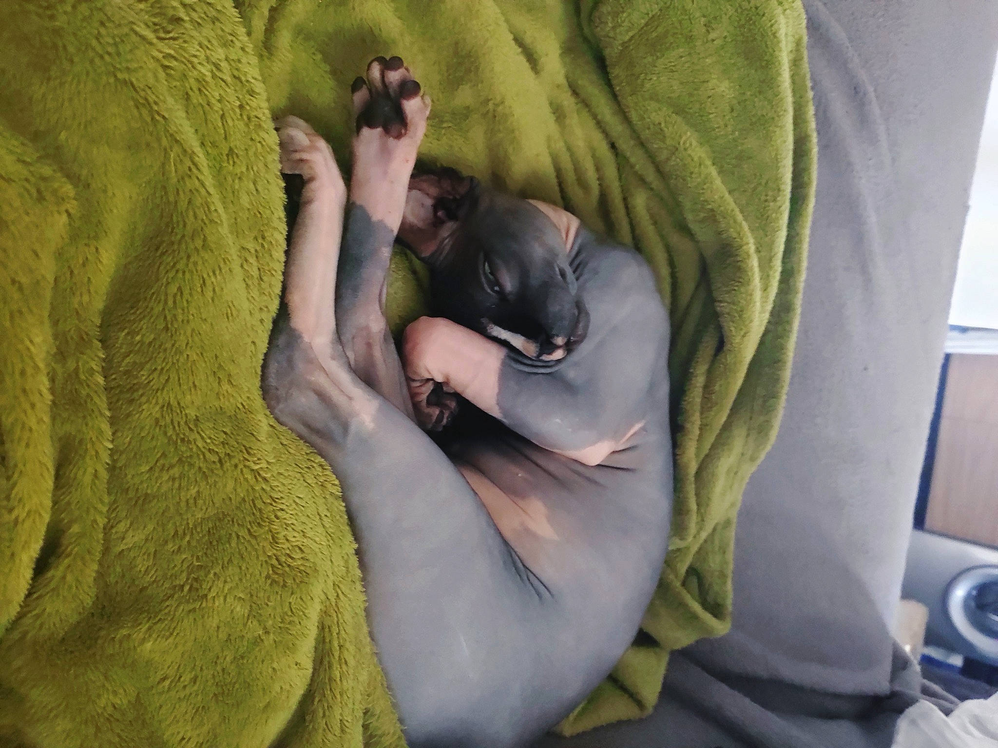 Imhotep a rejoint le concours — aidez-le/la à gagner de superbes lots ! bed, canidae, carnivore, comfort, companion_dog, dog, dog_breed, fawn, felidae, fur, gesture, grey, human_leg, linens, nail, small_to_medium_sized_cats, sporting_group, thigh, toy_dog, whiskers