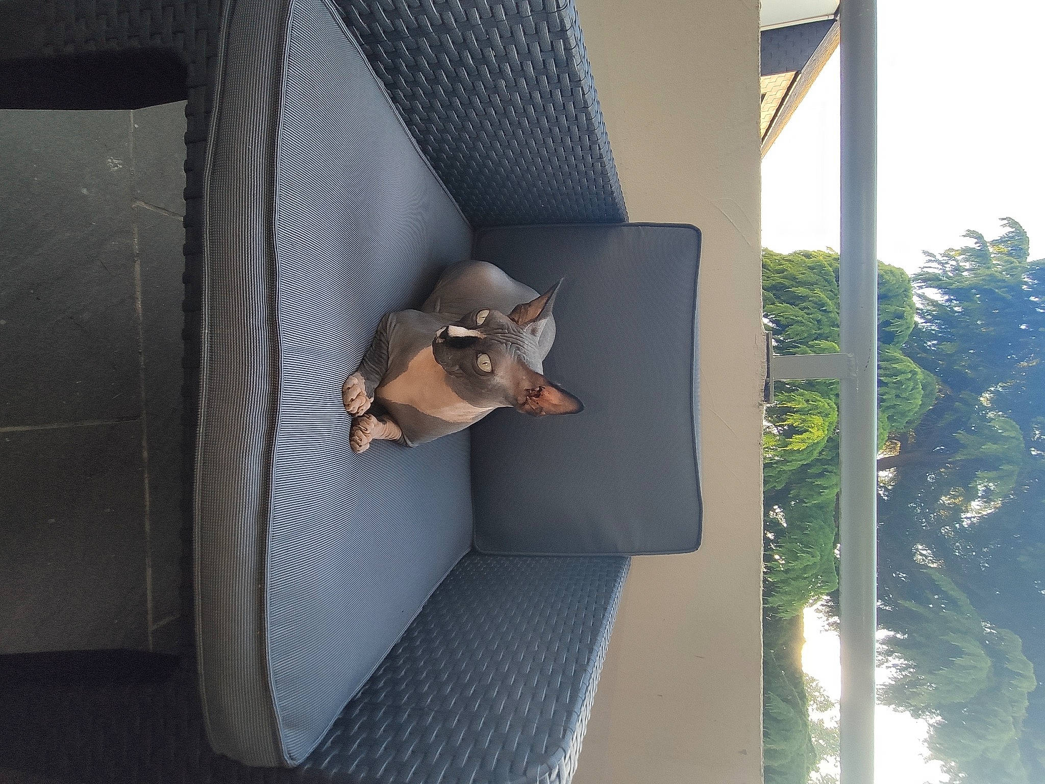 Imhotep participe au concours pour gagner de l'argent avec cette photo : automotive_exterior, building, ceiling, daylighting, dog, door, eyewear, facade, handrail, house, metal, room, shade, siding, sky, stairs, sunglasses, tree, vehicle_door, wood