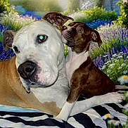 Xena Et Era participe au concours pour gagner de l'argent avec cette photo : affectionate, animal, blanket, brown_and_white, close_up, dog, ears, flowers, grass, lavender_field, muzzle, nature, outdoor, pet, playful, portrait, puppy, relaxing, sunlight, two_dogs