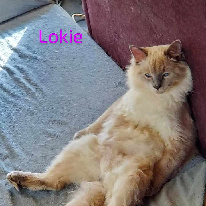 Loki